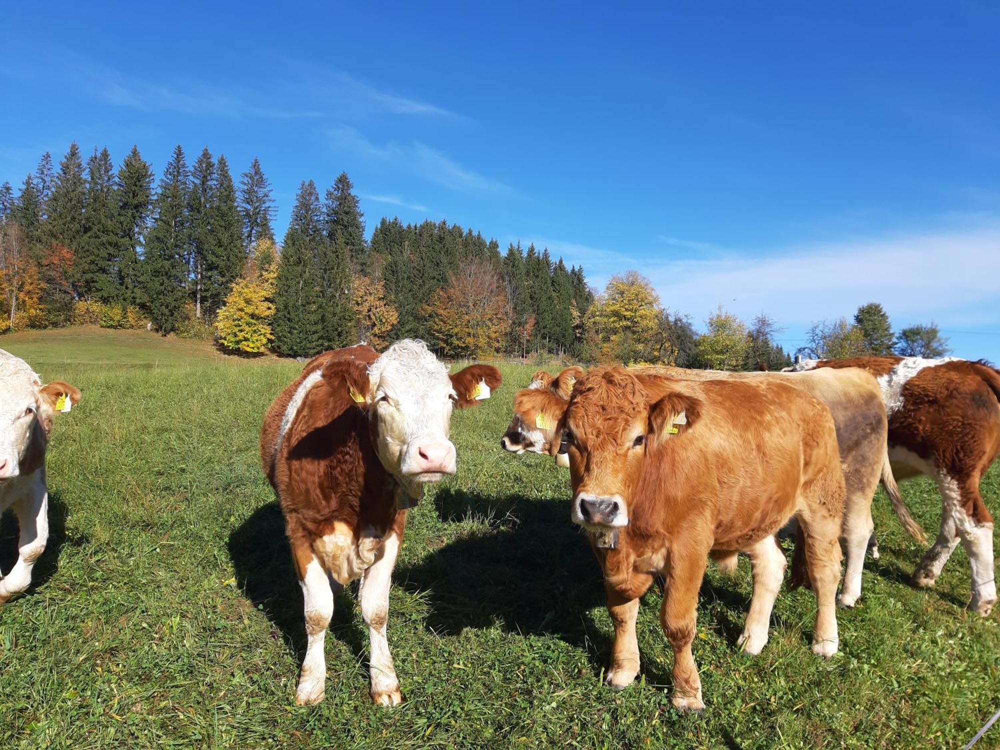 Ferienwohnung Bauernhof Ablass Göstling an der Ybbs Exterior foto