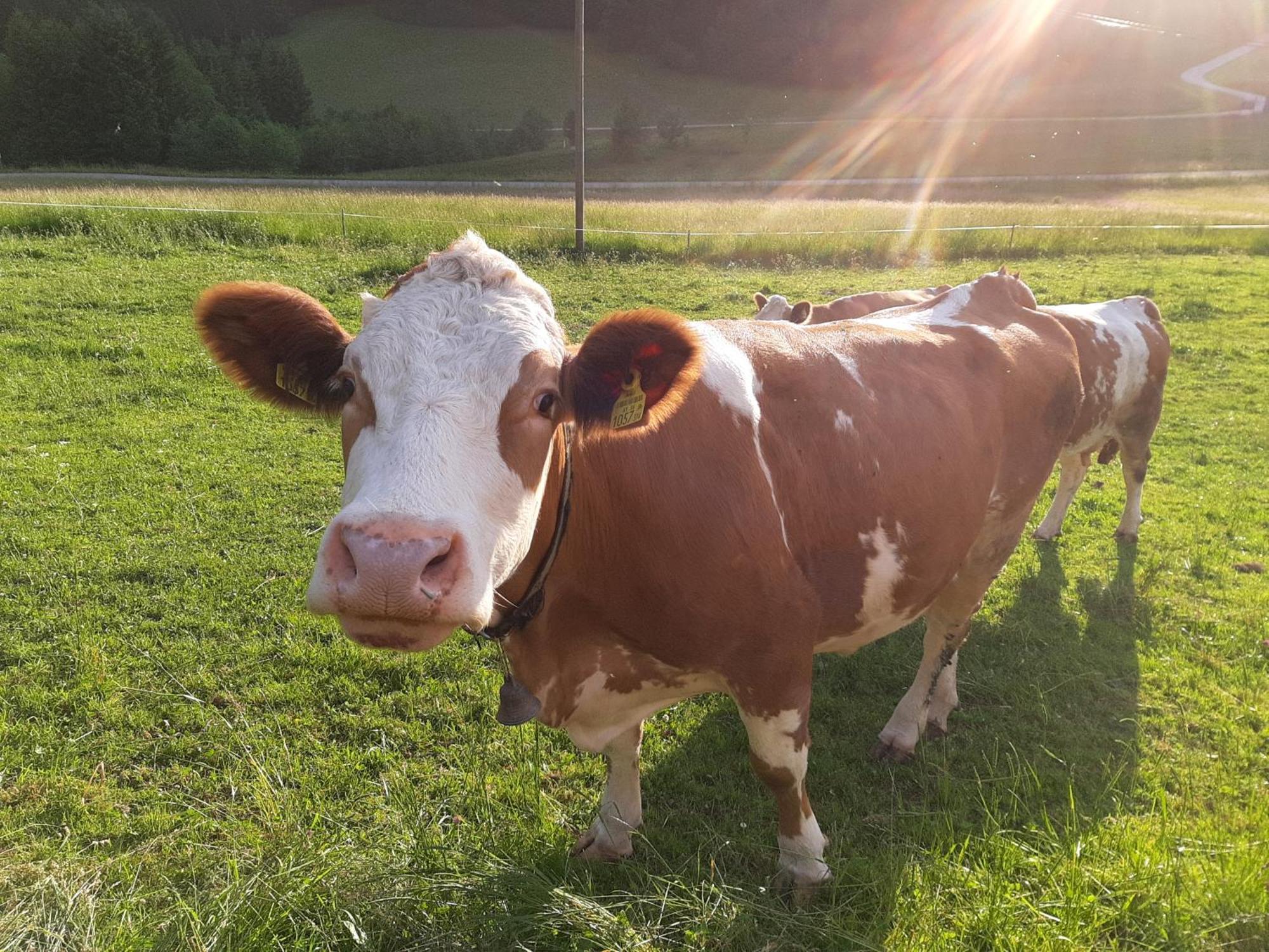 Ferienwohnung Bauernhof Ablass Göstling an der Ybbs Exterior foto